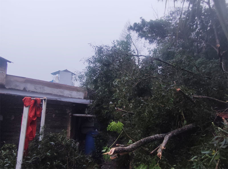 Cuaca Ekstrem Terjang Sekupang, Pohon Akasia Tumbang Timpa Atap Rumah Warga Tiban Palem