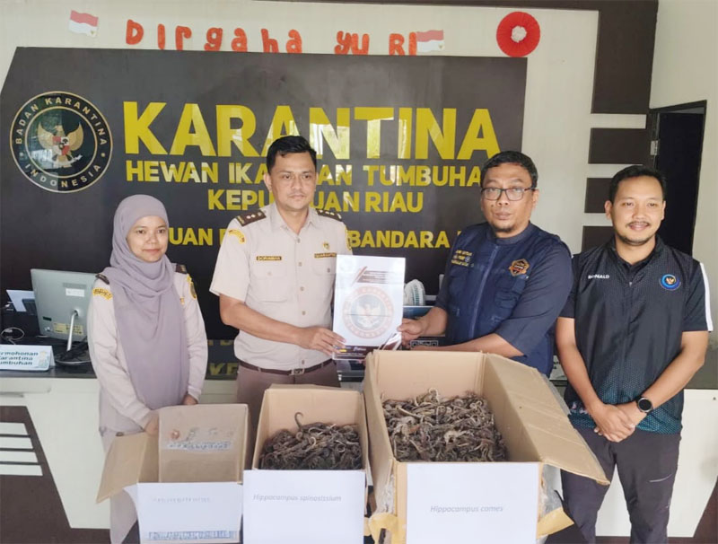 Disamarkan Sebagai Makanan Ringan, 1.728 Kuda Laut Kering Digagalkan di Bandara RHF